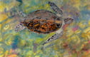Fish and Aquatic Paintings
