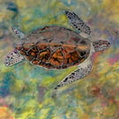 Original Watercolour 'Liquid Light' Hawksbill Turtle of Aldabra