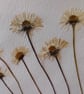 Handmade pressed Daisy greeting card. A6 size. 4x6inch. - Image 3