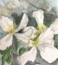 Climbing Clematis - Original Watercolour - Image 2