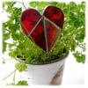 Love Heart Stained Glass Plant Stick Suncatcher Red  