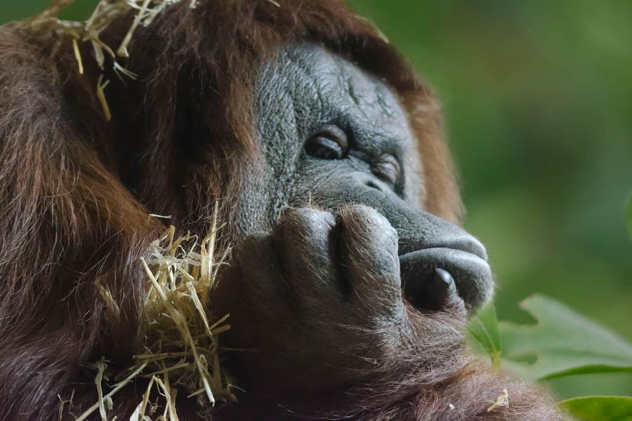Orang utan Monday morning