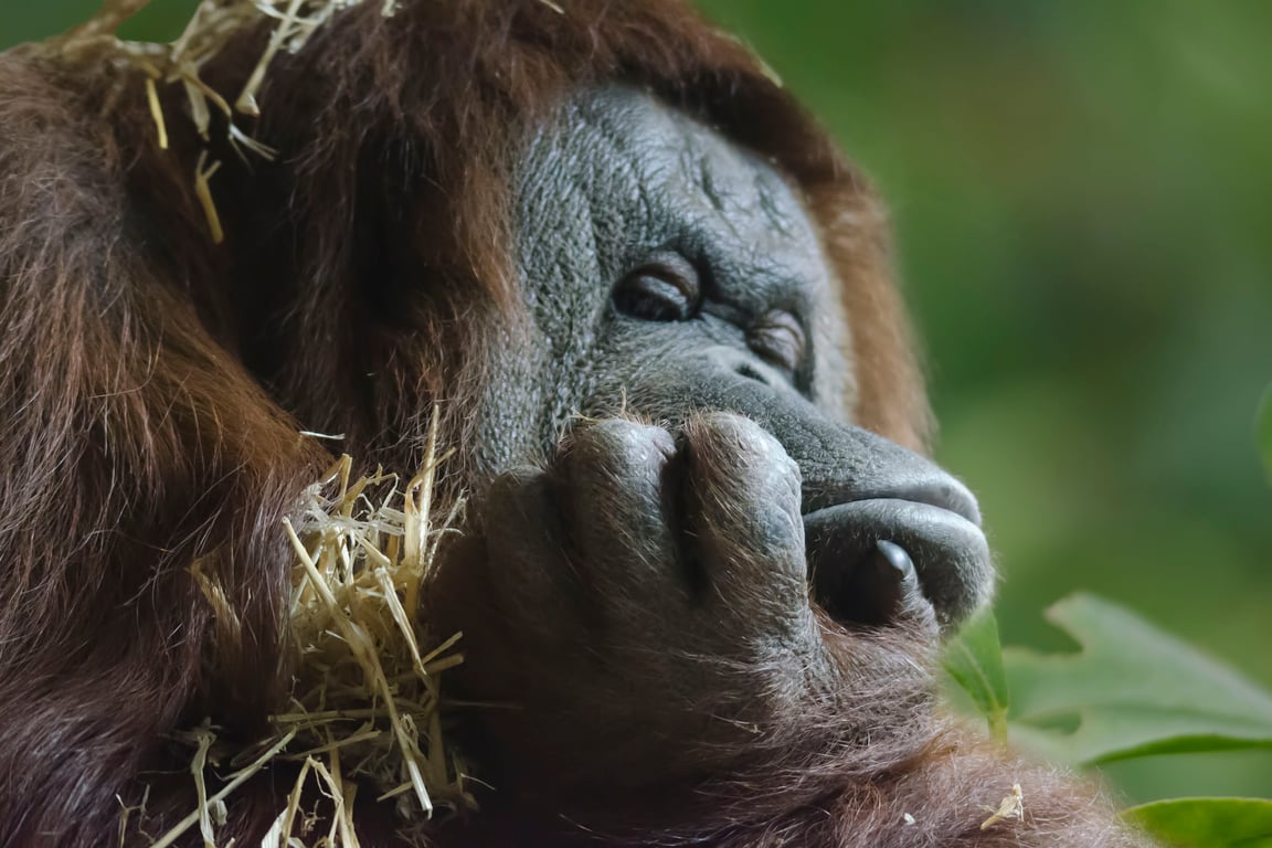 Orang utan Monday morning