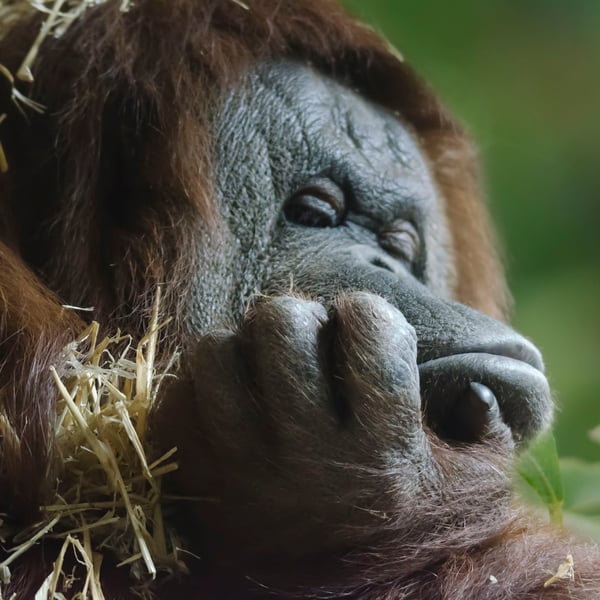 Orang utan Monday morning
