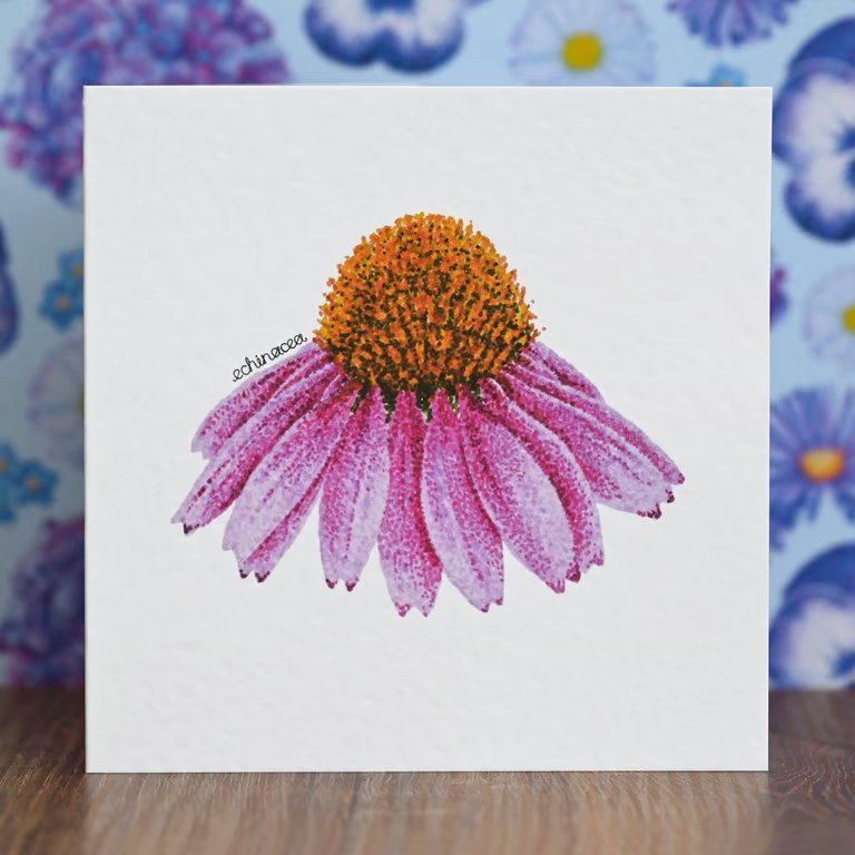 Echinacea Blank Floral Card