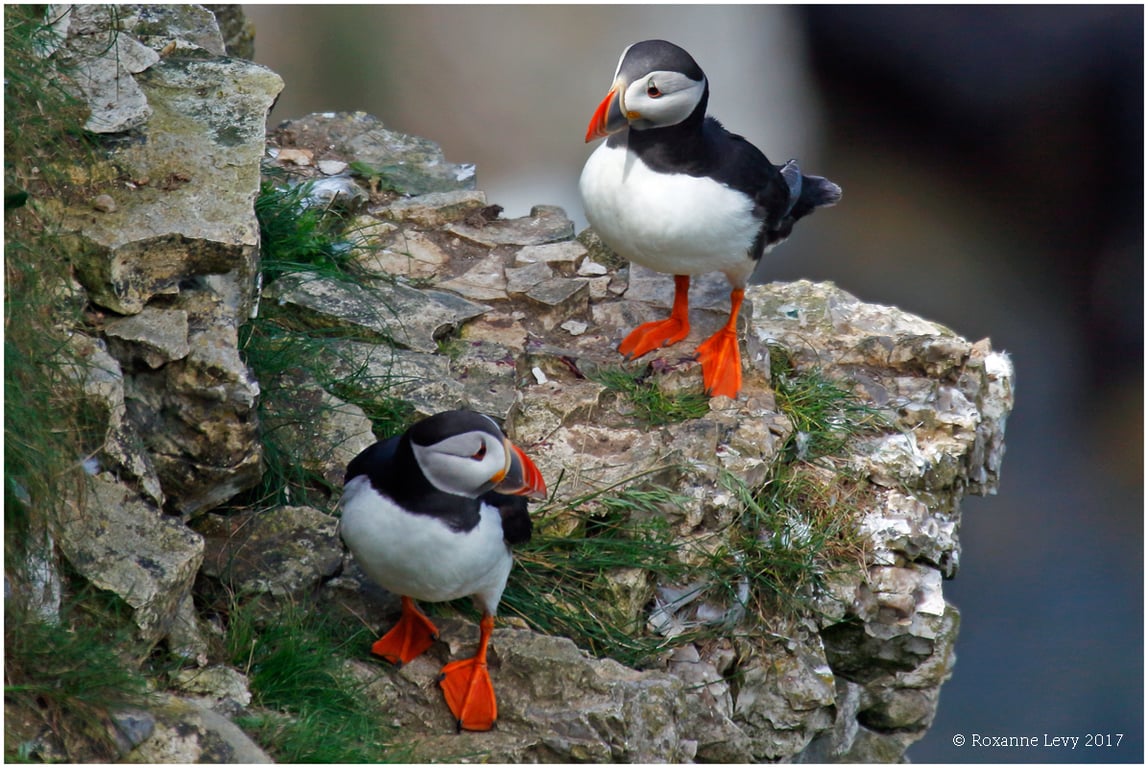 FAT SQUIRREL PHOTOGRAPHY