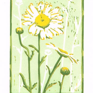 Daisy - White Oxeye Daisy - Linocut Print