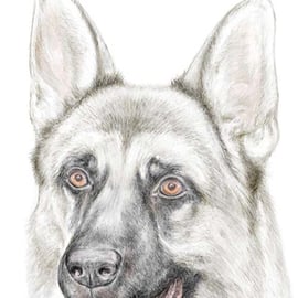 Shadow the German Shepherd - Birthday Card