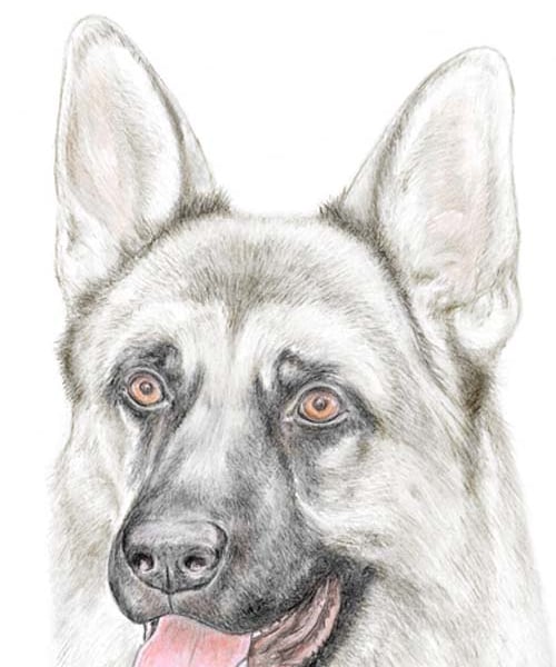 Shadow the German Shepherd - Birthday Card