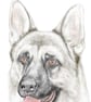 Shadow the German Shepherd - Birthday Card - Image 1