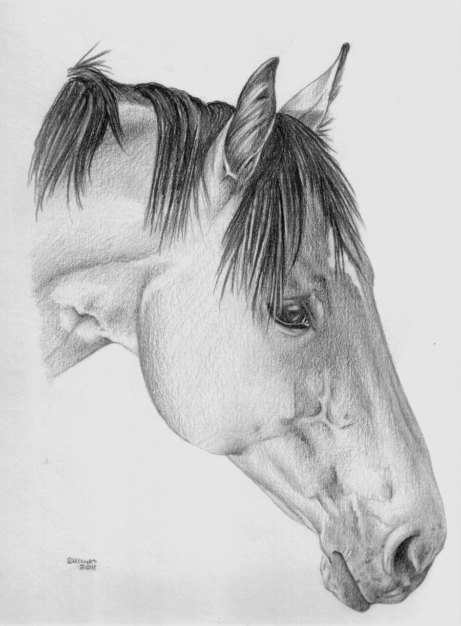 Pet Portrait In Pencil from Photographs by professional Artist Ingrid Mayes