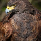 Harry the Harris Hawk