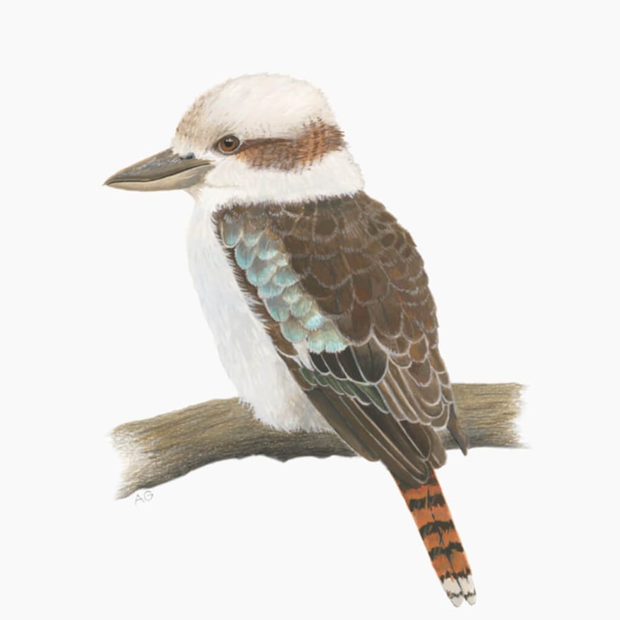 Fine Art Giclée Print Kookaburra Bird
