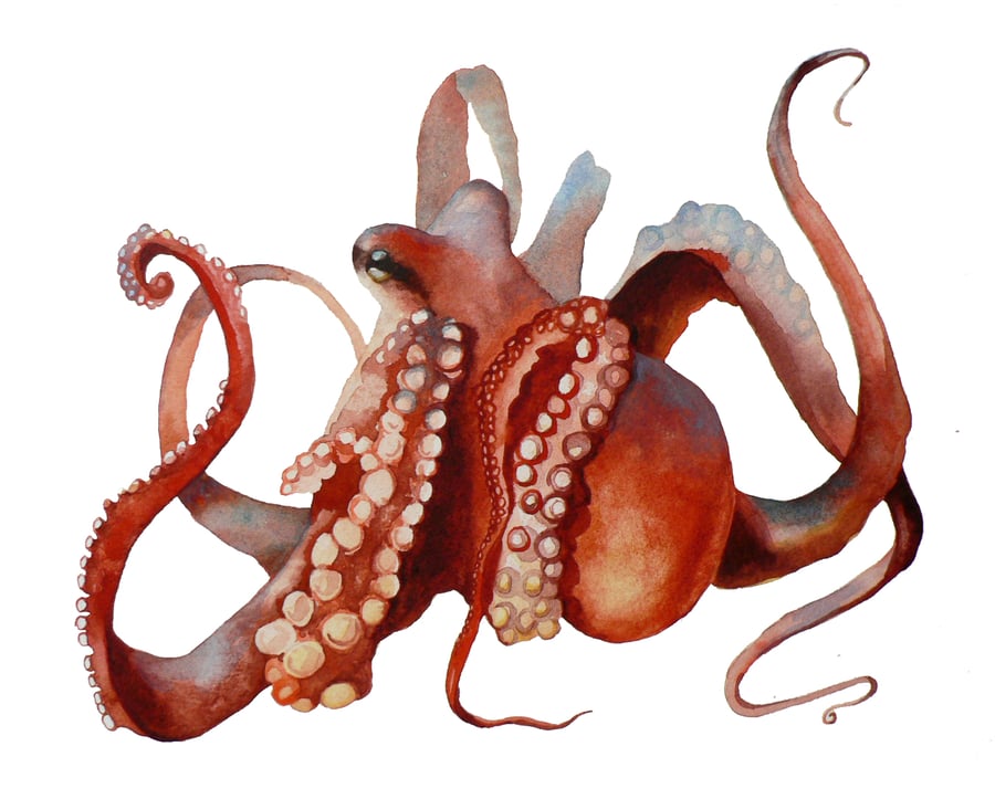 Octopus Print - Watercolour Octopus Print - UK seller