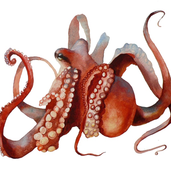 Octopus Print - Watercolour Octopus Print - UK seller