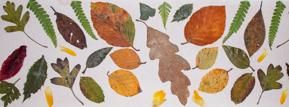 The Dartmoor Herbarium