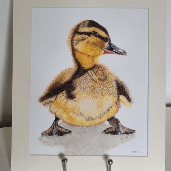 Picture, fine art print, artwork. Duckling fine art print (mounted)