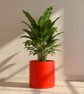 Large Statement Round Red Plant Pot - 19 cm Indoor Planter - Image 1