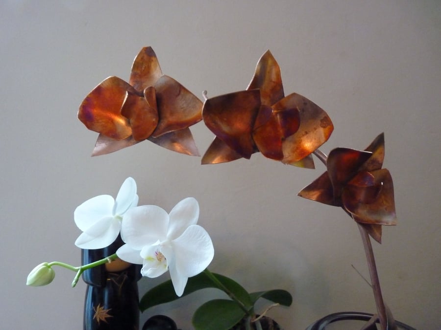 Copper orchid