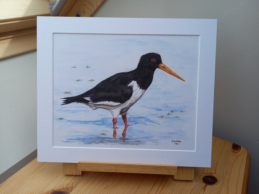 Oystercatcher Print