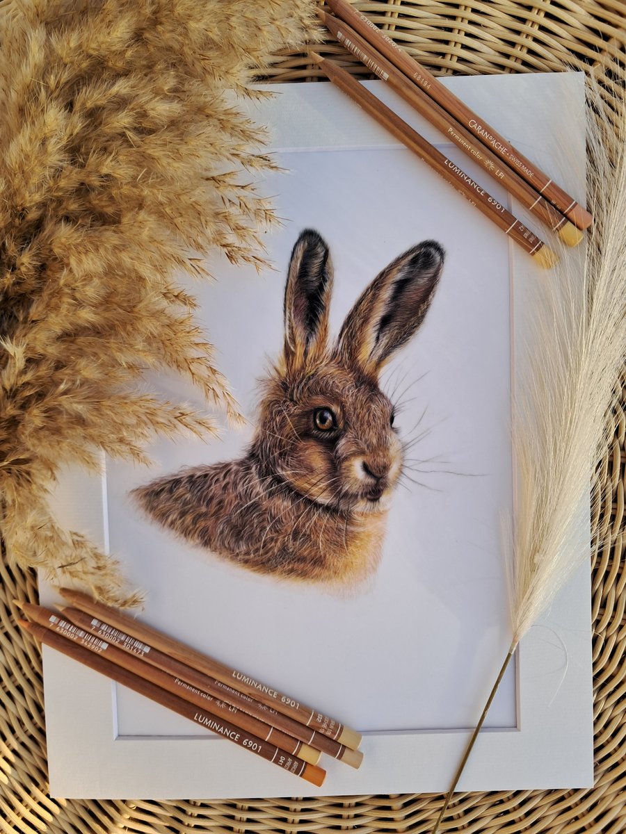 Hare Drawing Fine Art Bristol Wildlife