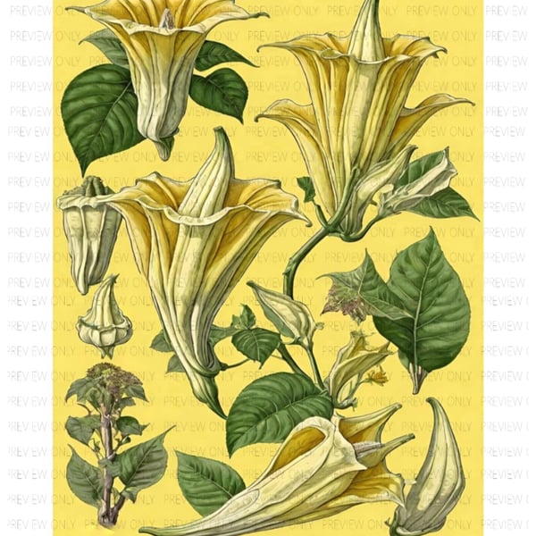 Botanical Floral Art A4 or A3 Print Time Heals all wounds