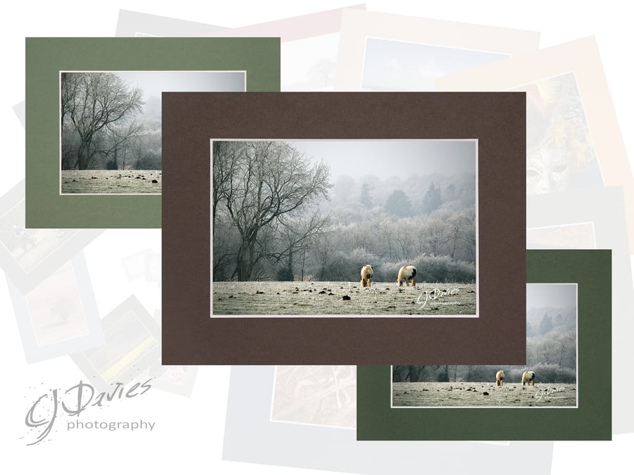 CJ024 - Christmas card: Ponies in the frost, West Sussex