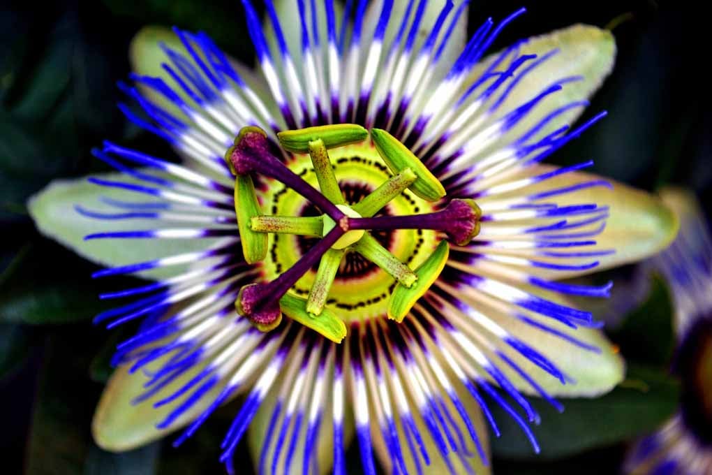 Passion Flower Summer Flowering Plant Photograph Print