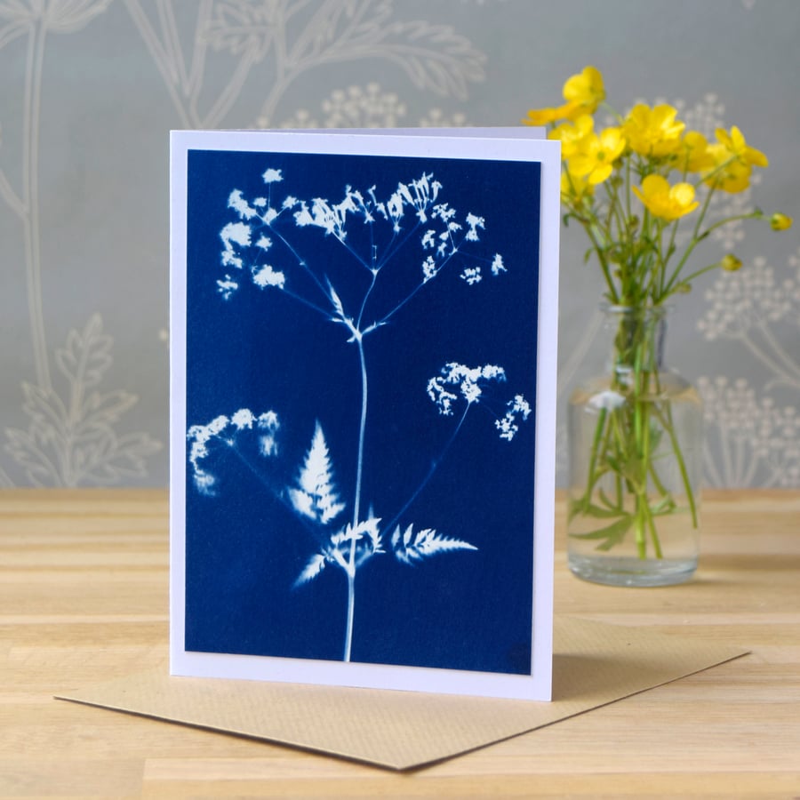Cow Parsley Cyanotype Card No. 6
