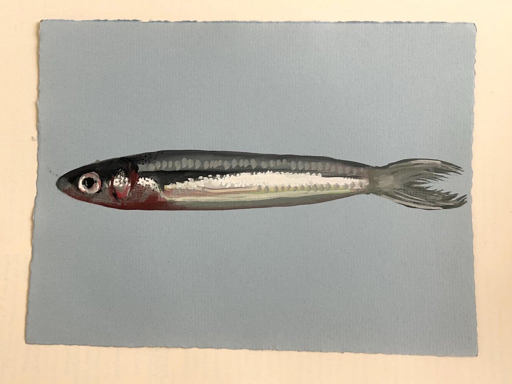 SARDINE painting in gouache, A5 