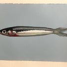 SARDINE painting in gouache, A5 