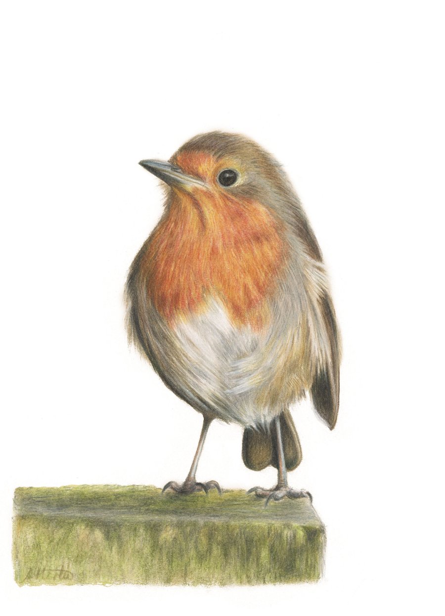 Robin A5 Print