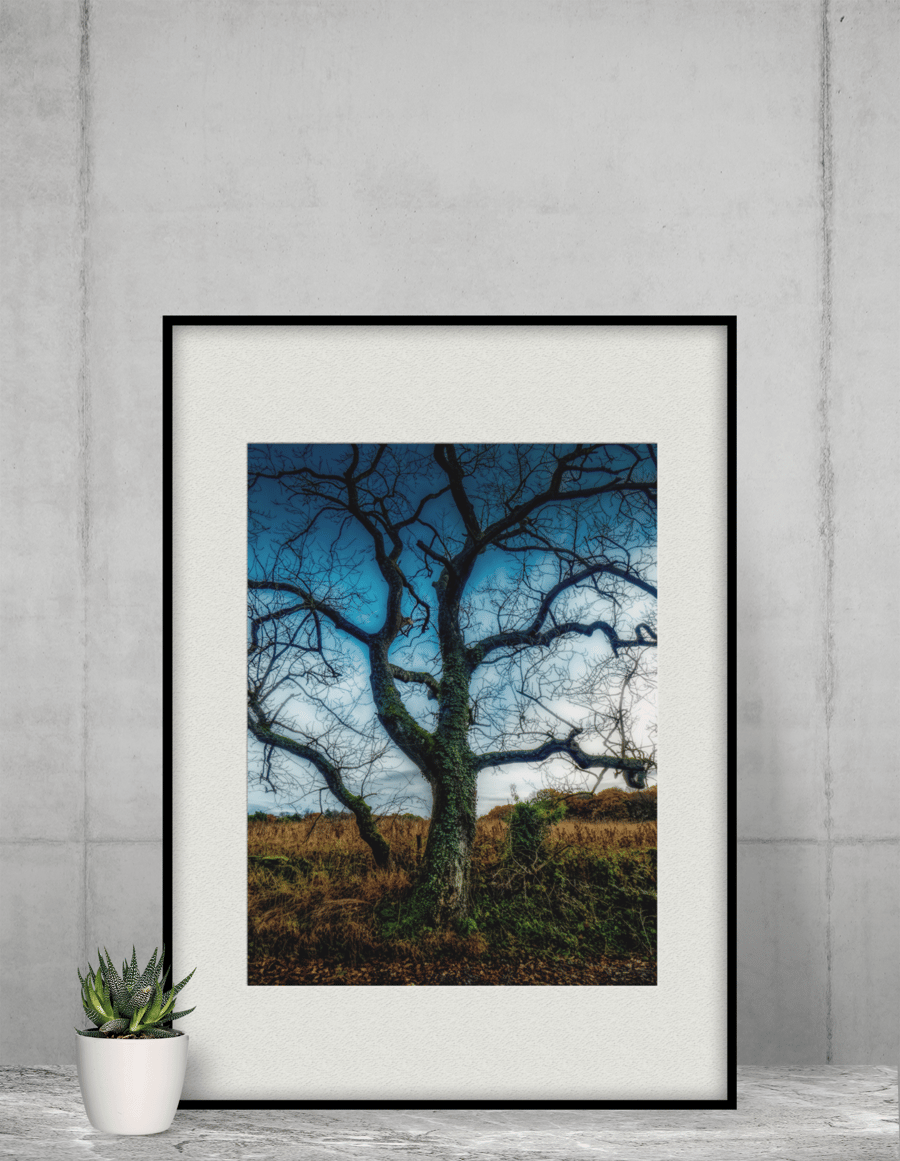 Branching Out - Print in A4 or A3 Mount