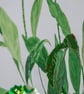 original peace Lily mixed media - Image 3