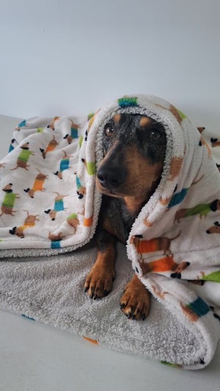Dachshund Snuggle Bag,Sack 