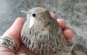 Fledglings
