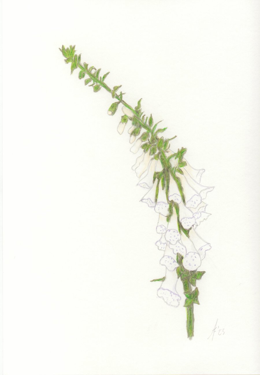 Foxglove original handmade pencil drawing, unmounted flower art