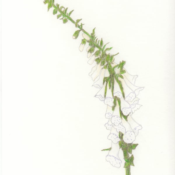 Foxglove original handmade pencil drawing, unmounted flower art