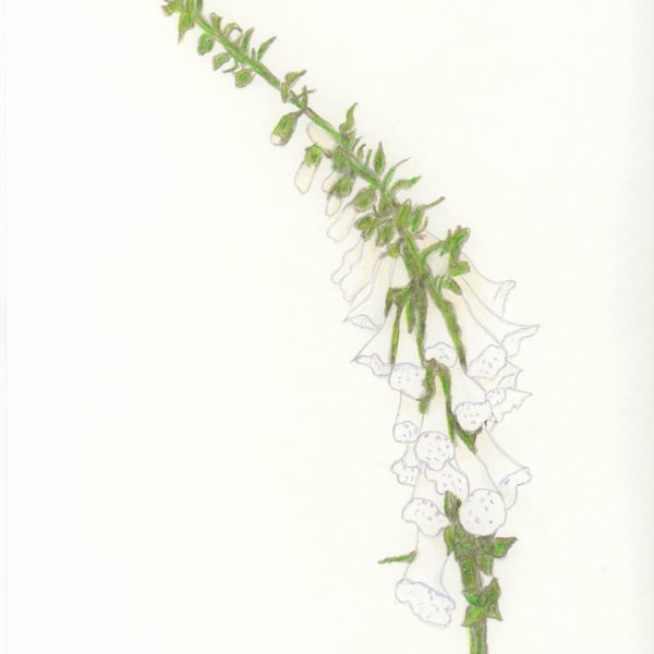 Foxglove original pencil drawing, unmounted