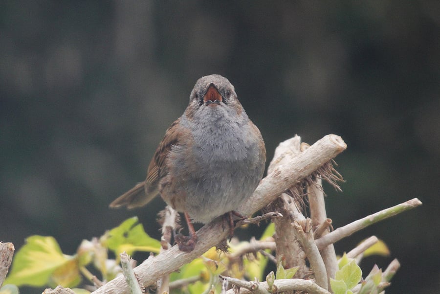 Garden Bird Greetings Card - Dunnock Photography - Blank inside.