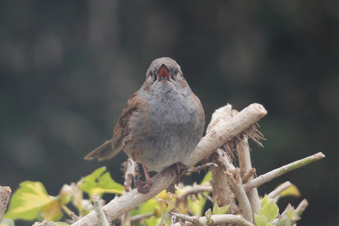 Garden Bird Greetings Card - Dunnock Photography - Blank inside.