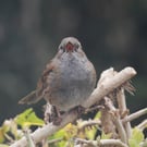 Garden Bird Greetings Card - Dunnock Photography - Blank inside.