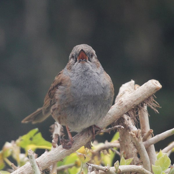 Garden Bird Greetings Card - Dunnock Photography - Blank inside.