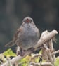 Garden Bird Greetings Card - Dunnock Photography - Blank inside.