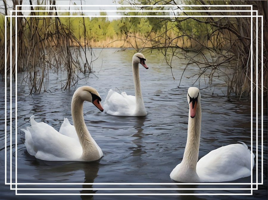 Swans Greeting Card A5