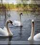 Swans Greeting Card A5 - Image 1
