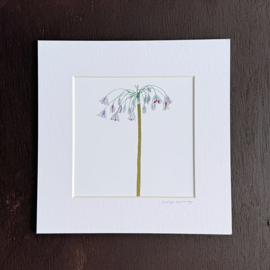 'Allium Siculum' 8" x 8" Mounted Print