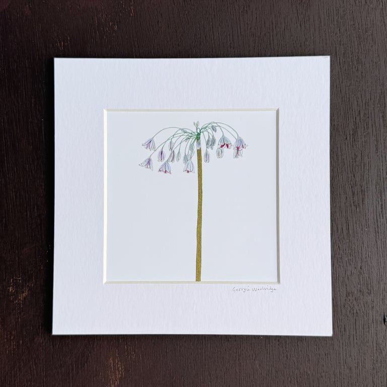 'Allium Siculum' 8" x 8" Mounted Print