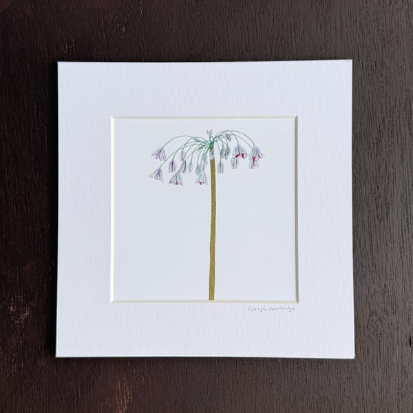 'Allium Siculum' 8" x 8" Mounted Print