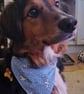 Elasticated slip-on Dog Bandana - Size XS-S - Image 6